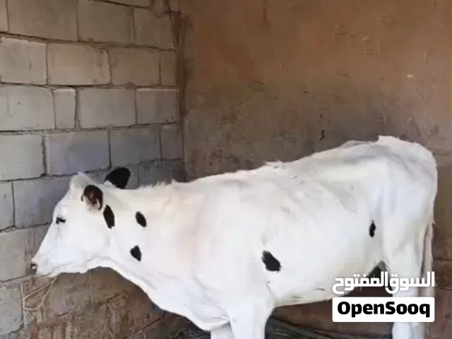 بجر حلوه نوعية ترهم كصابة وجني سعرها مليون ونص بيها مجال للشراي