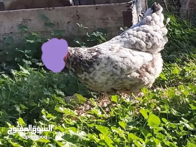 دجاج استرلوب الما سبلش