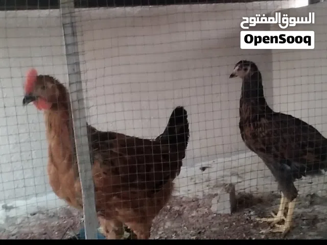 ديج ودجاجة للبيع