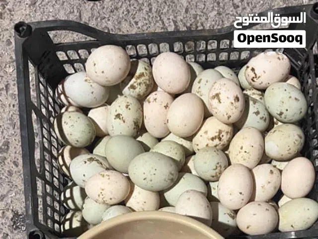 بيض بط للبيع اسبوعي 60 حبه