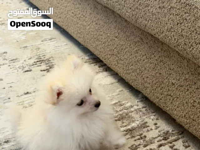 Dog male Pomeranian teacup size