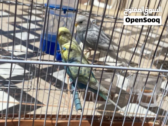 كوبيا بقلينو انتاج ربي يبارك معاهم فرخ عمره شهر ونص