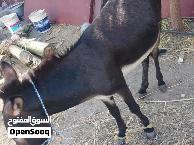 حمار جحش للبيع فقط اقرا الوصف