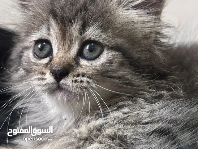 قطة شيرازي جميلة جداً