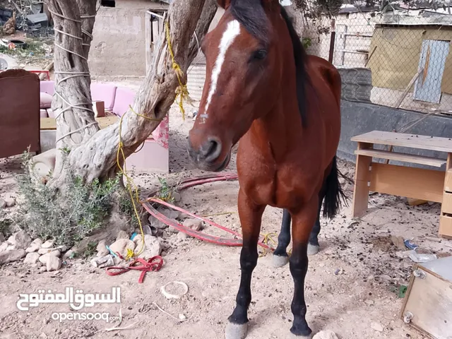 حصان للبيع العمر خمسة ونص