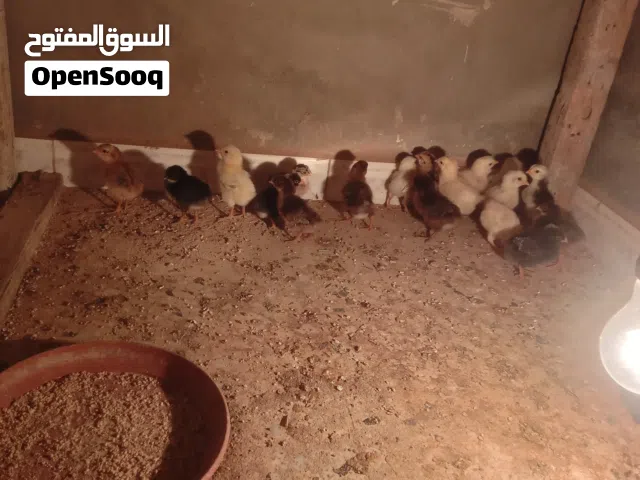 كتاكيت للبيع