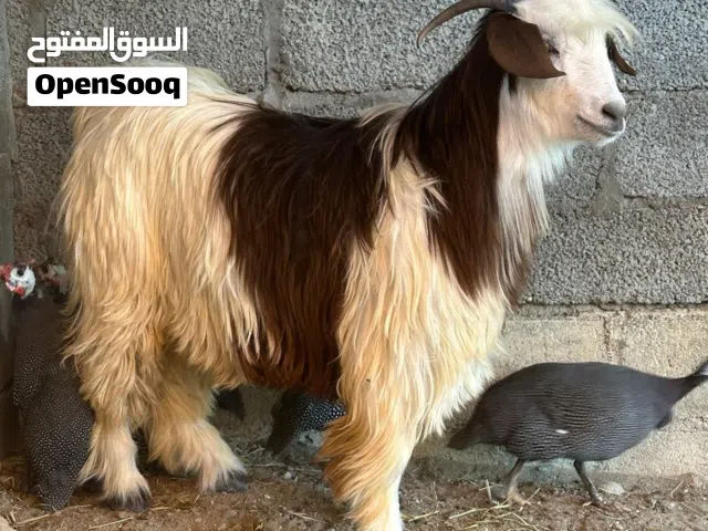 سخل عماني محقوص