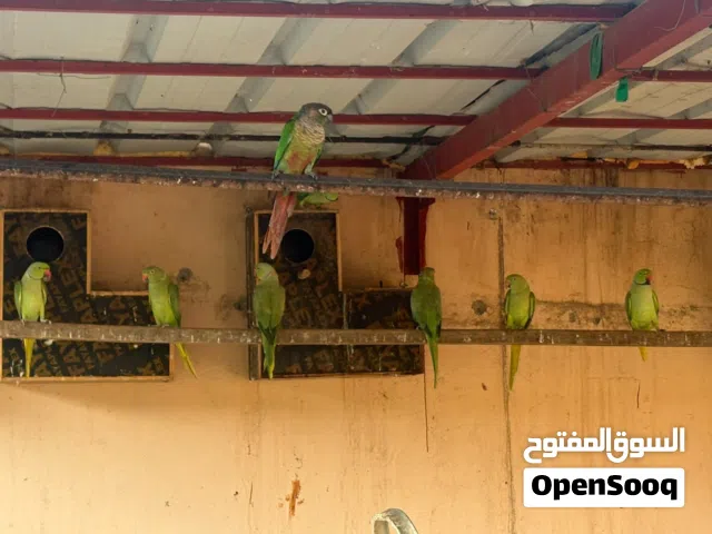 ببغاوات للبيع