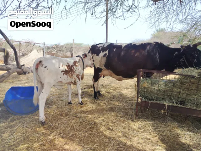 بقرة حليب باكستانيه وبنتها كبرها ماشاء الله تبارك الرحمن