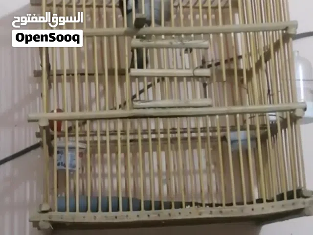 متاح بلبل وحشي طايح