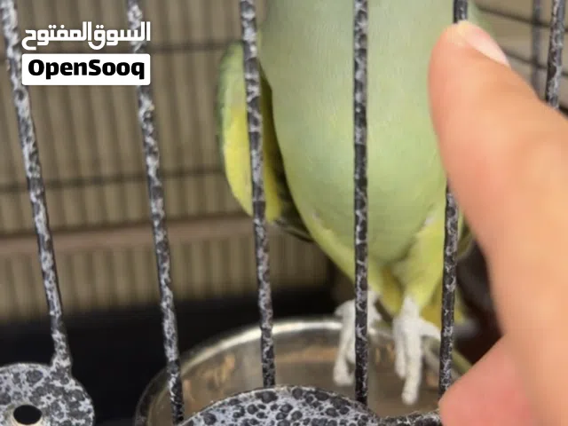 للبيع زوج دره متكلم