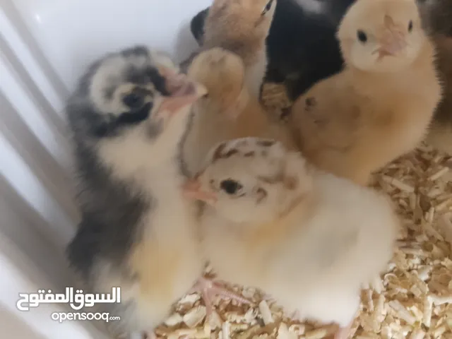 صيصان بلدي للبيع صحه نظيفه