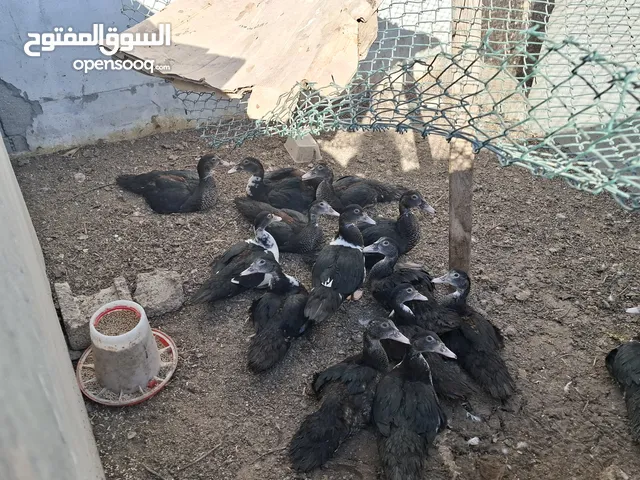 دجاج وبط للبيع