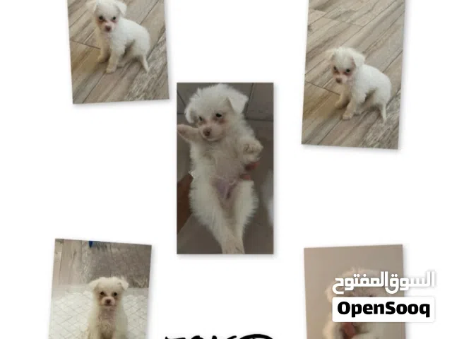 مالتيز للبيع