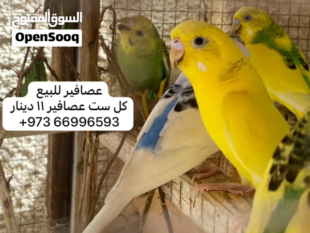 كل 6 عصافير 10 دينار
