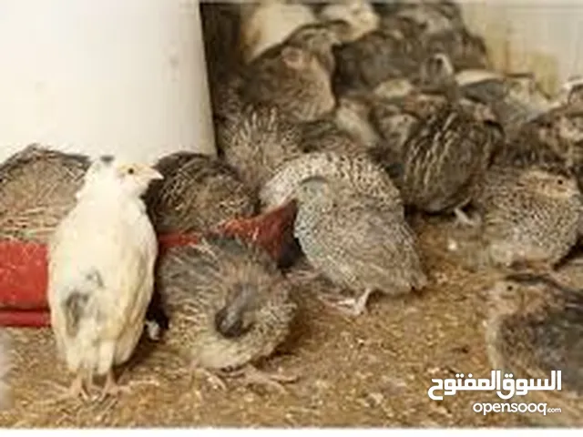 مطلوب دجاج السمان طلب مستعجل المنطقة تعز المدينة