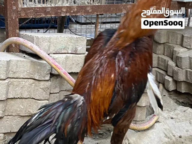 يو جد لدينا ديوجه هنديه وديوجه عربيه للبيع