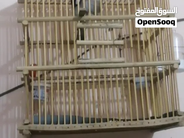 متاح بلبل وحشي طايح