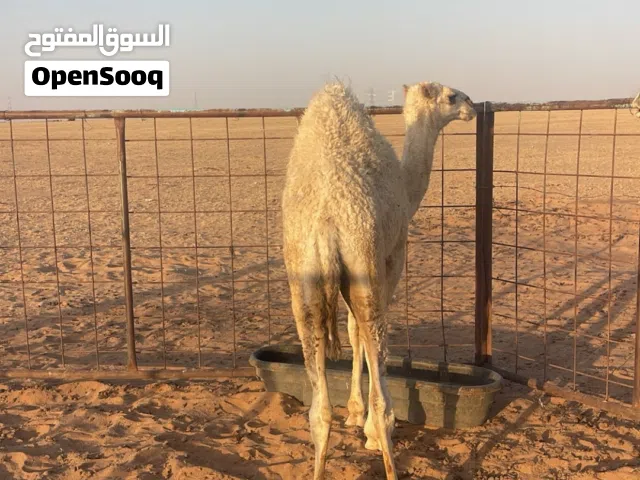 حيران للبيع