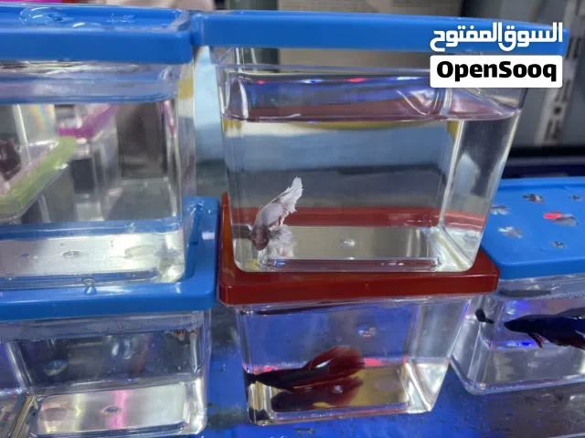 اسماك زينه صغيره معه بوكس صغير بسعر مناسب