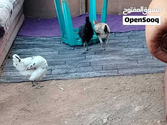 3 فرخات عمر 4 شهور للبيع