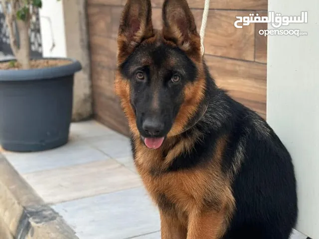 كلب كستم لونق هير درجة مواصفات واضحة فالصور