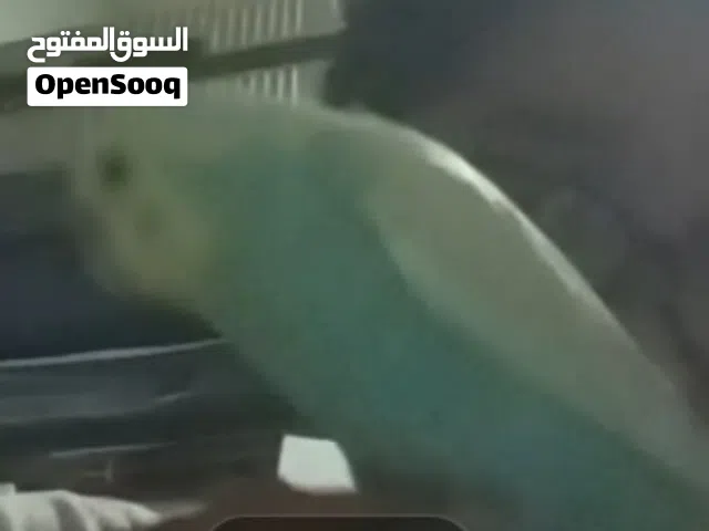 بغبغان ضايع