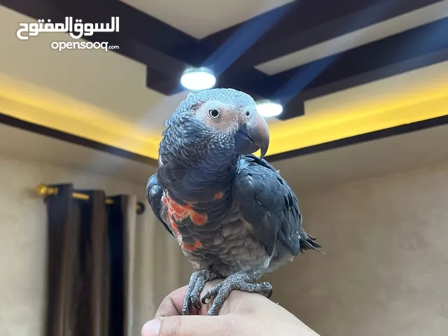 للبيع ببغاء تيمناه طفرة اليف ولعوب (Timneh African Grey)**
