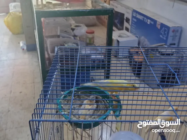 جوز كناري منتجات جزري و اصفر