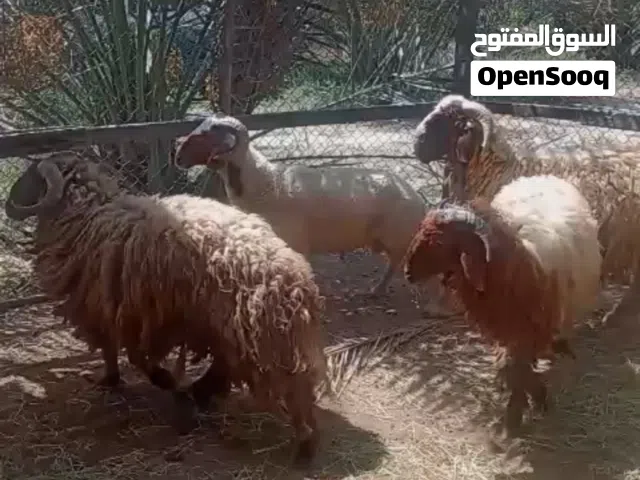 خروف نعيمي