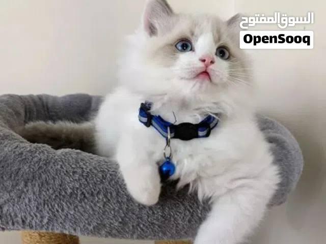 Ragdoll kittens for sale looking a new home