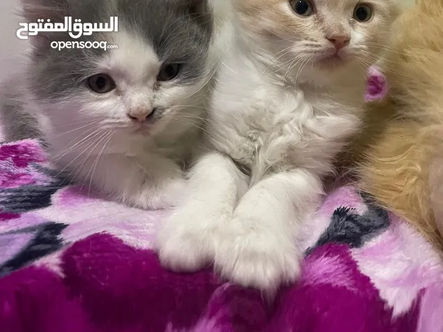 Persian kittens for