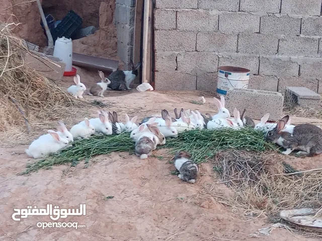 ارانب عربي ومالطي الله يبارك