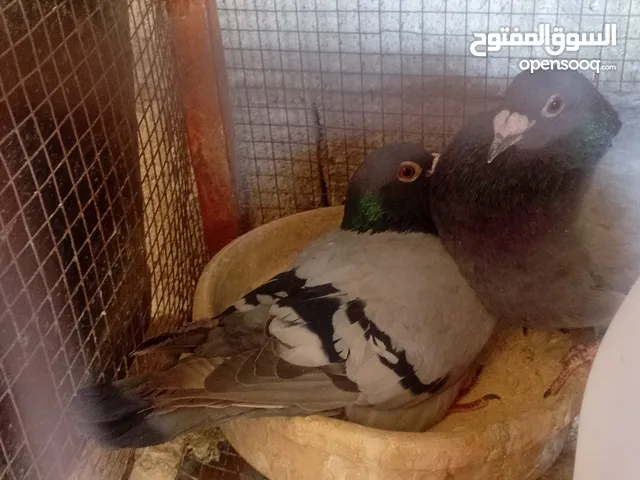 حمام للبيع عمان ماركا الجنوبيه صالحية العابد الشرا بقصرش معو