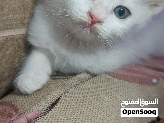 قطين شيرازي للبيع (ذكور) بصحه ممتازه ونشاط