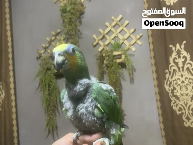 بسم الله الرحمن الرحيم حبه امزون اورنج ونج أليفه جدأ وحبه لعوبه ومتكلمه الحبه طالعه من غيار ريش جديد