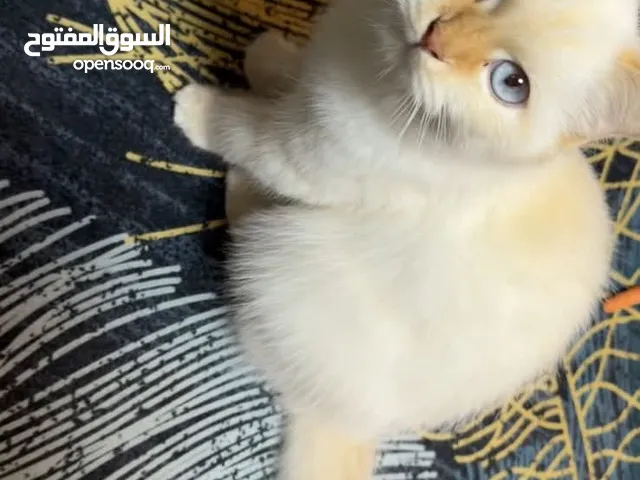 قطة للتبني في الشارقه راغدول مكس همالايا بعيون زرقاء