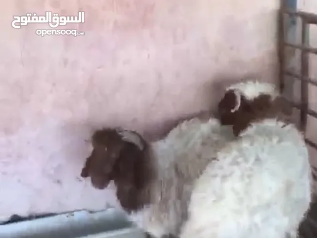 نعيمي محلي فاخر