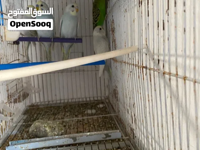 متاح بفضل الله انتاج بقلينو 5 طروف 2 ذكور و 3 مزال مش مبينات كويس