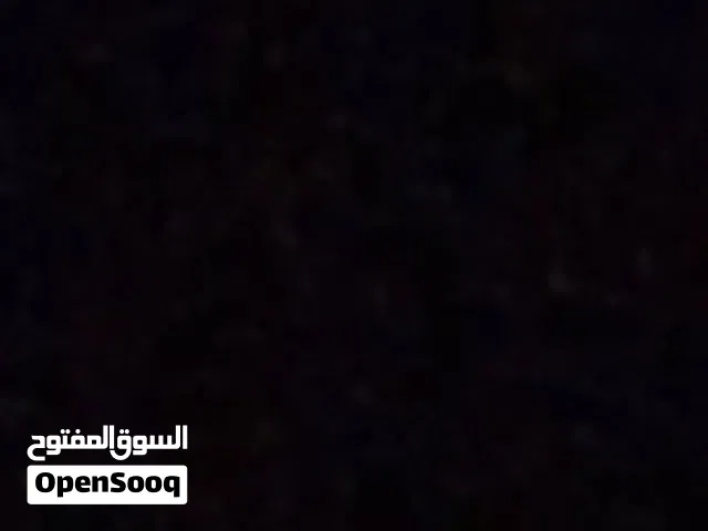 عندي نثيه للتبني برسوم برتش لونق هير العمر شهر و نص الى شهرين