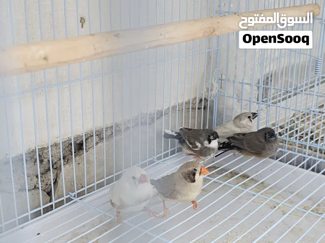 للبيع زوج زيبرا معا ثلاث فروخ