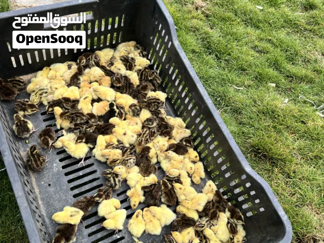 كتكوت سمان للبيع