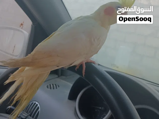 متوفر دكر كوكتيل تبارك الرحمن عين حمرا
