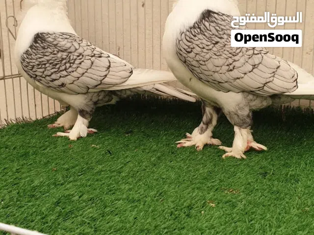 حمام افريقي فراشه زوجين وتك فحل