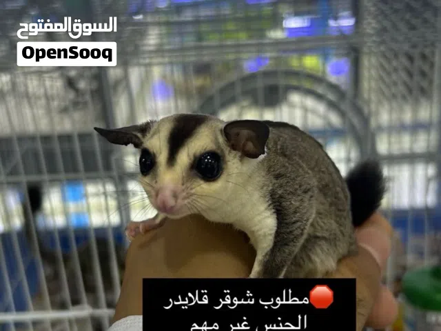 مطلوب شوقر قلاير