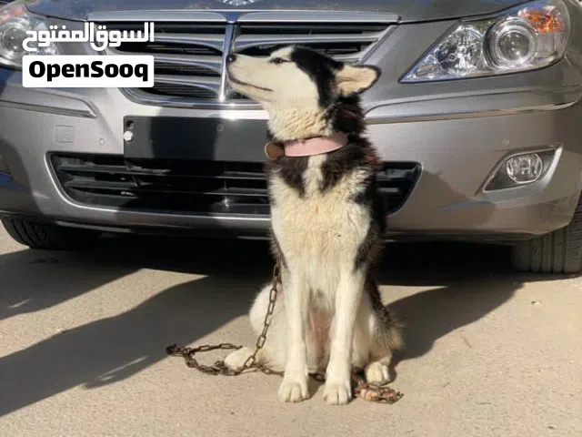 كلبة هاسكي للبيع