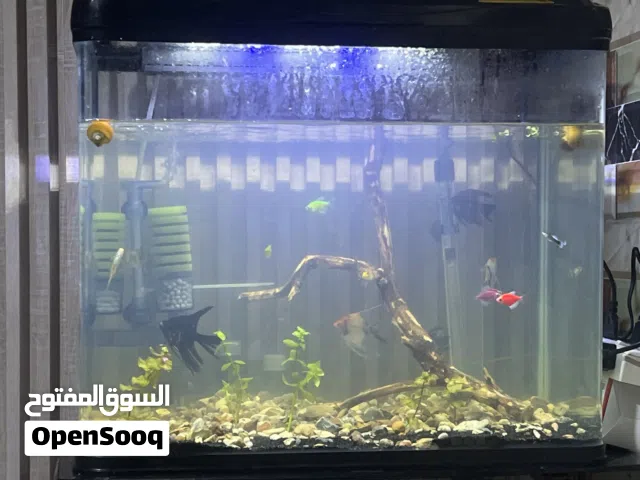 حوض سمك زينه هوا والاسماك