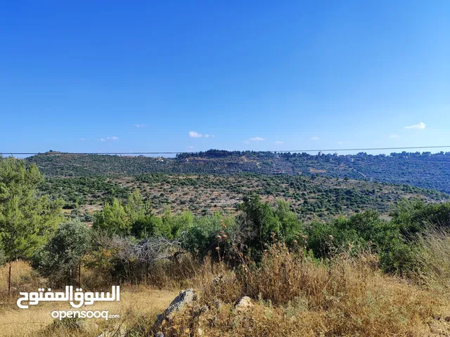 ارض في ام صفا