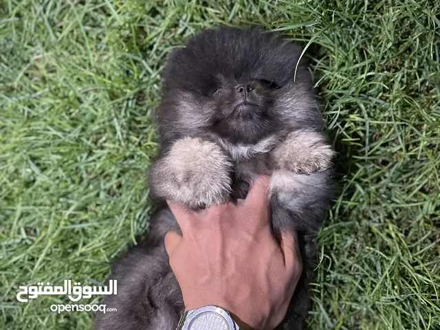 كلب بومرينيان للبيع