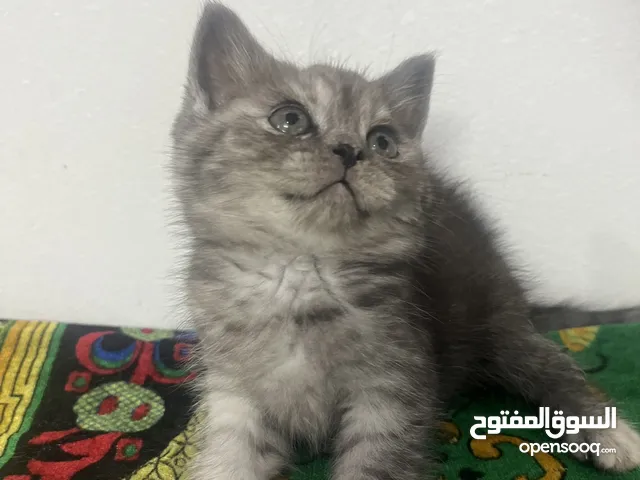 قطط شيرازي